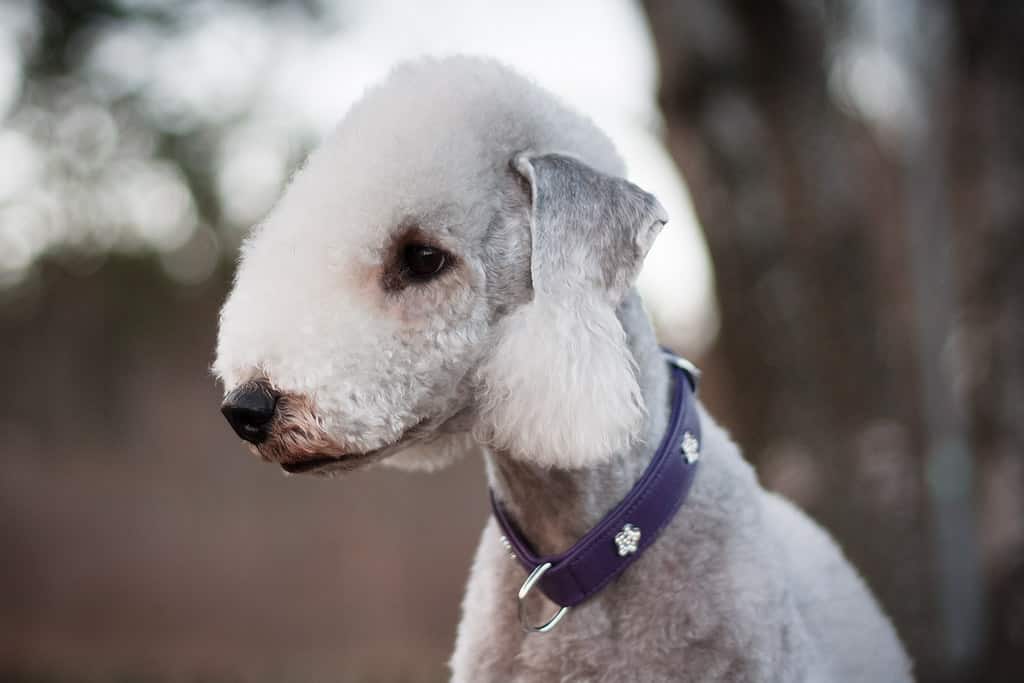 bedlington terrier hond