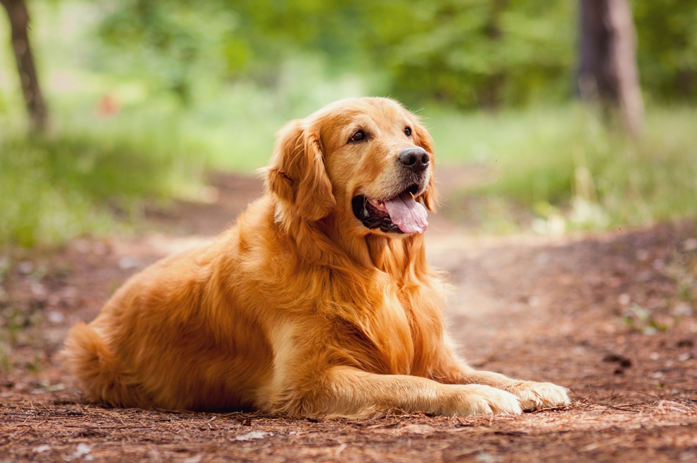 Blind vertrouwen Eindig nieuwigheid Golden Retriever: Alles over dit hondenras - LHIC