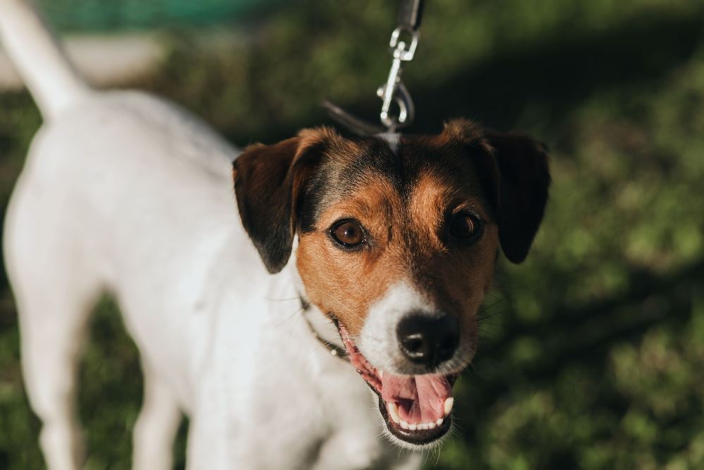 Parson Russell Terriër